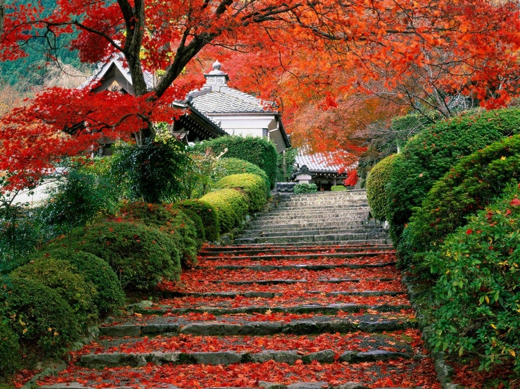 aménagement extérieur marches escalier pierre érable Japon