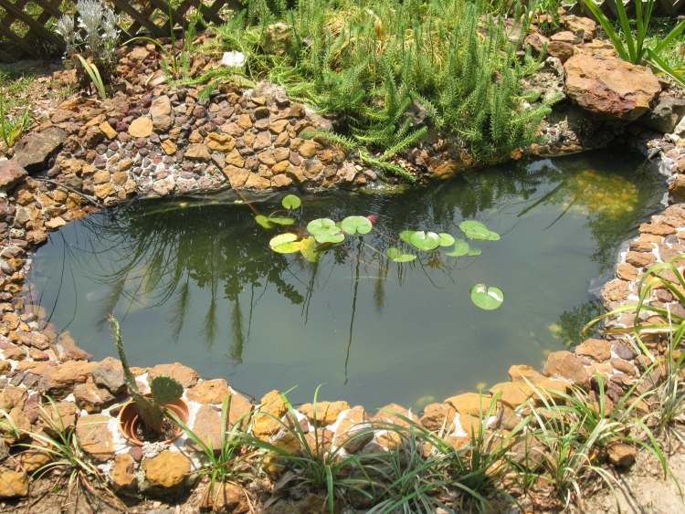 comment-faire-étang-plantes-aquatiques-jardin