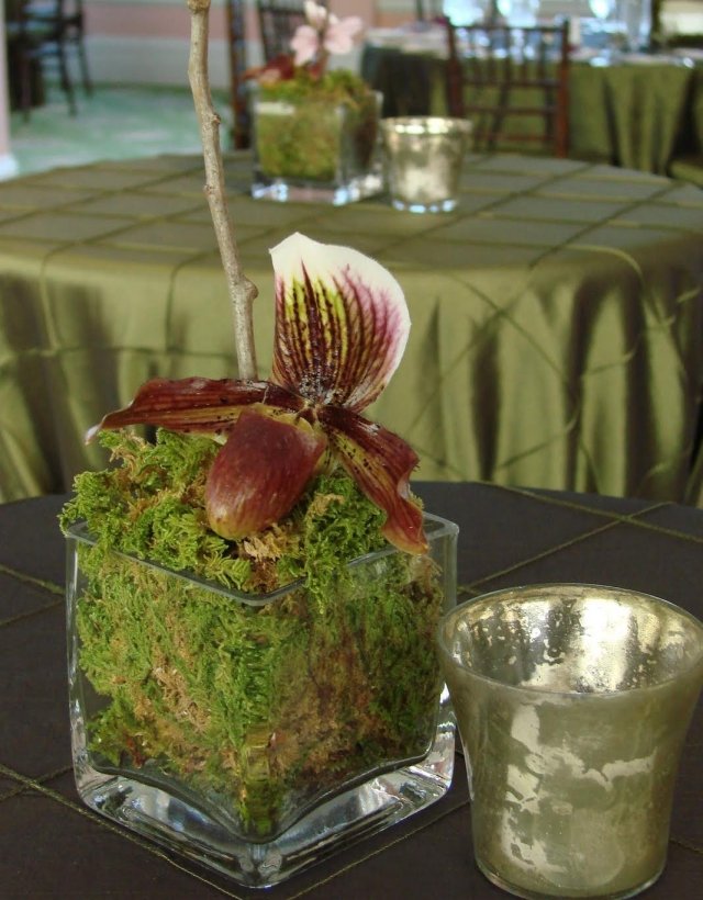 déco-printemps-mousse-verre-fleur-orchidée-déco-table déco de printemps