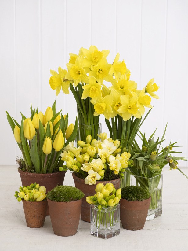 décoration-florale-printemps-narcisses-tulipes-jaunes-mousse