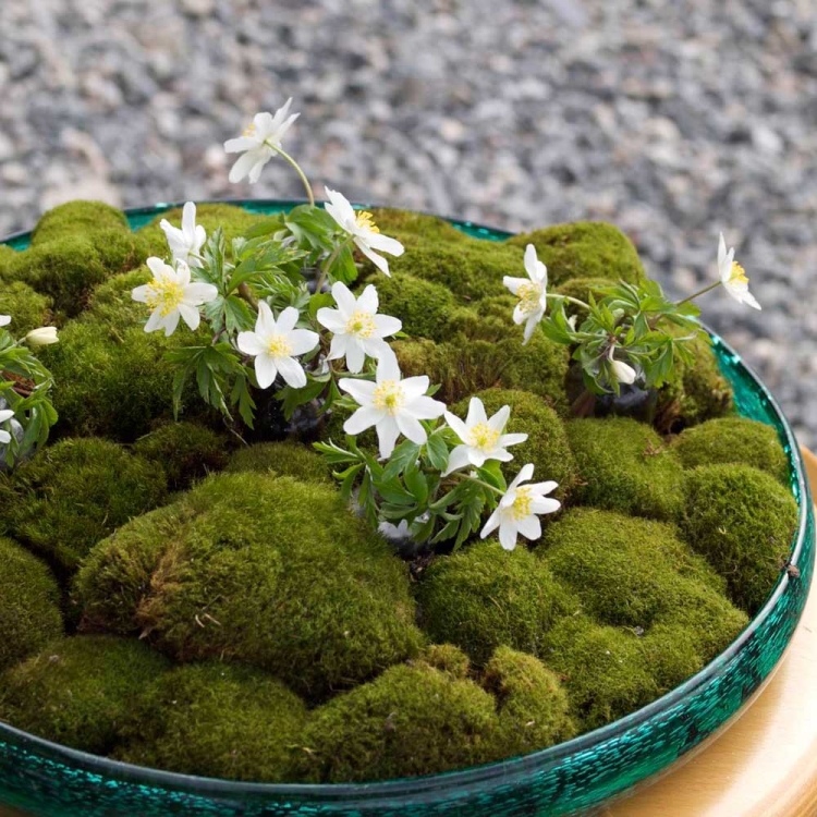 déco-printemps-mousse-arrangement-fleurs-blanches