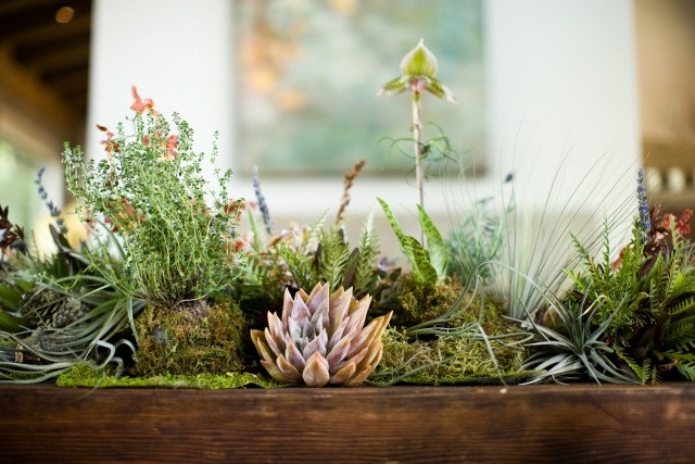 déco-printemps-mousse-arrangement-naturel-plantes-succulentes