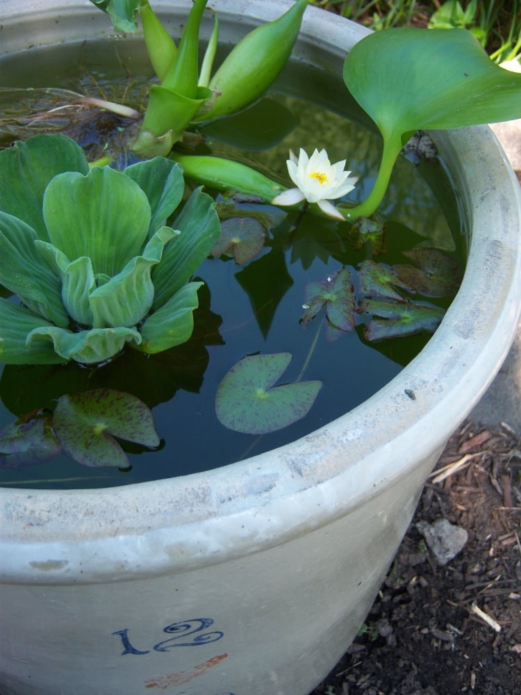 idée-mini-jardin-aquatique-pot-fleurs