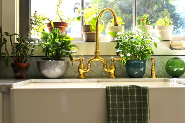 plantes-de-cuisine-lavabo-robinet