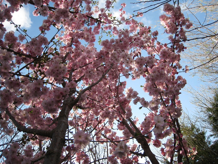 aménagement-jardin-Cerisiers-fleurs-rose-pâle aménagement de jardin