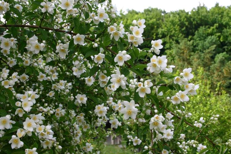 aménagement-jardin-Philadelphus-fleurs-blanches aménagement de jardin