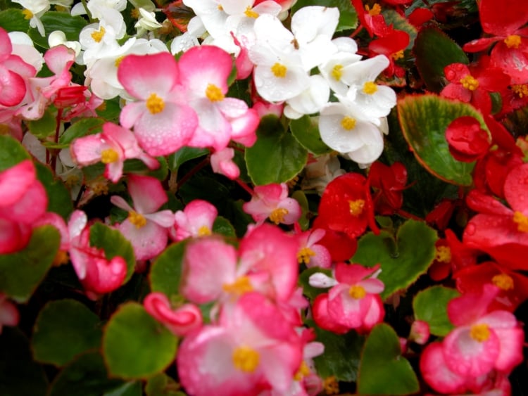aménagement-jardin-bégonias-rose-blanc-rouge