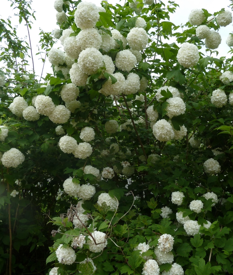 aménagement-jardin-viorne-fleurs-blanches aménagement de jardin