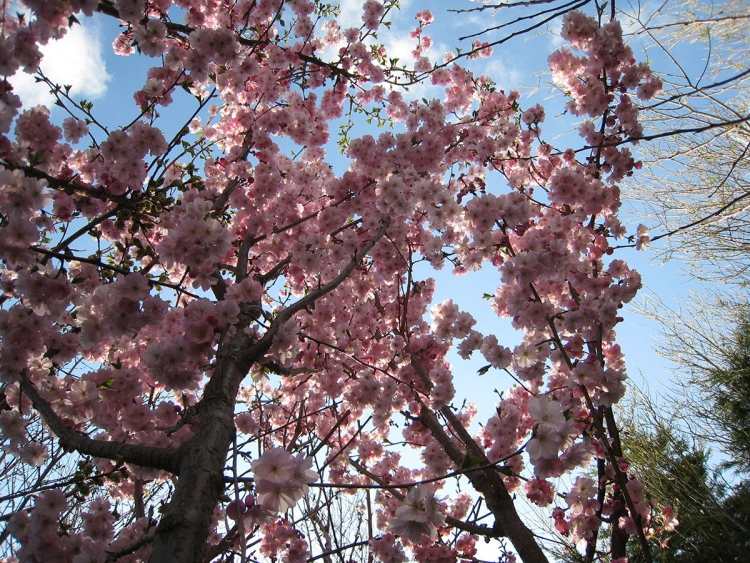 aménagement-jardin-Cerisiers-fleurs-rose-pâle