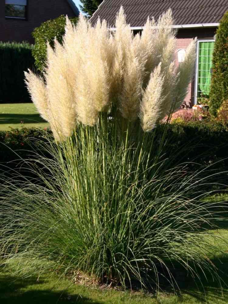 aménagement-jardin-Cortaderia-selloana