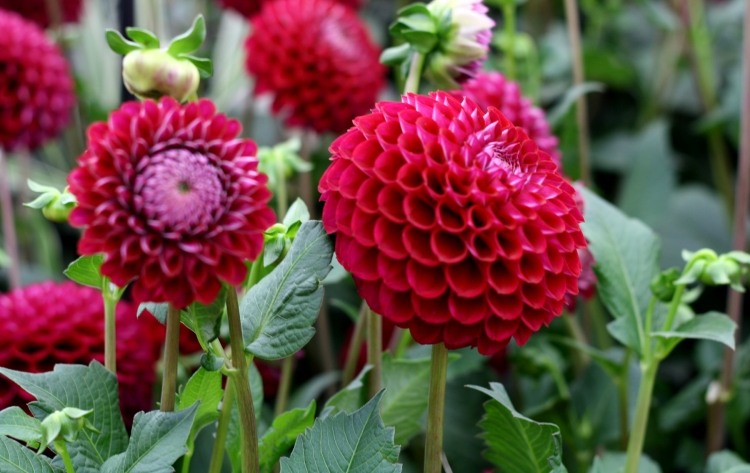 aménagement-jardin-Dahlia-Ivanetti-fleurs-couleur-cyclamen