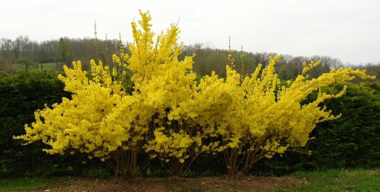 aménagement-jardin-Forsythia-jaune