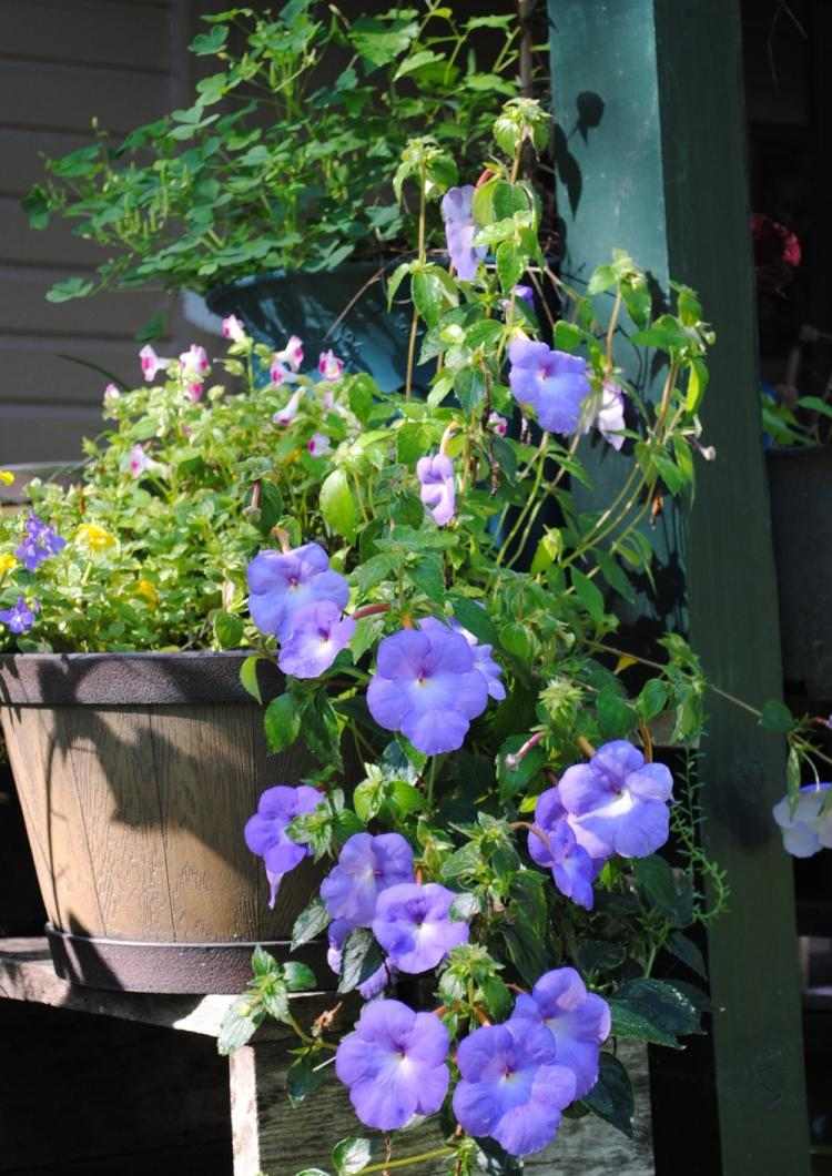 aménagement-jardin-achimènes-couleur-bleue