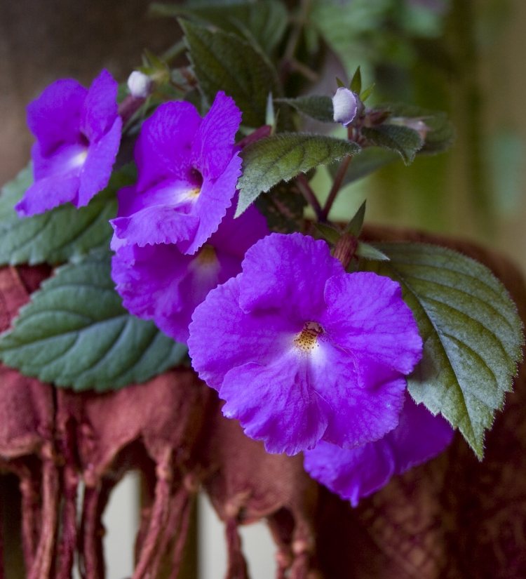 aménagement-jardin-achimènes-couleur-lilas