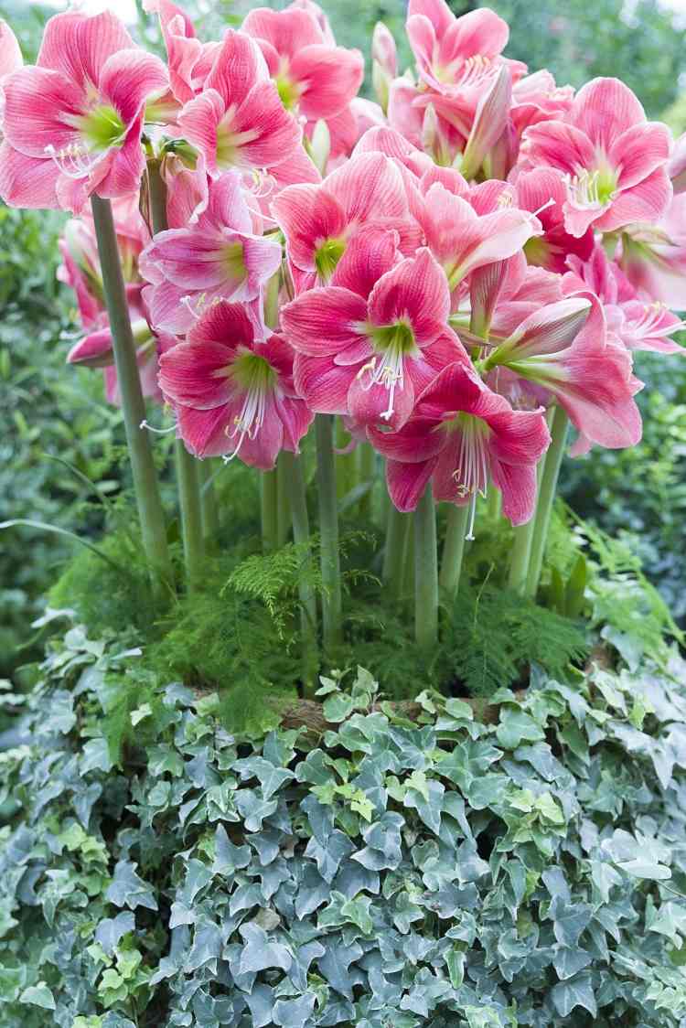 aménagement-jardin-amaryllis-fleurs-rose