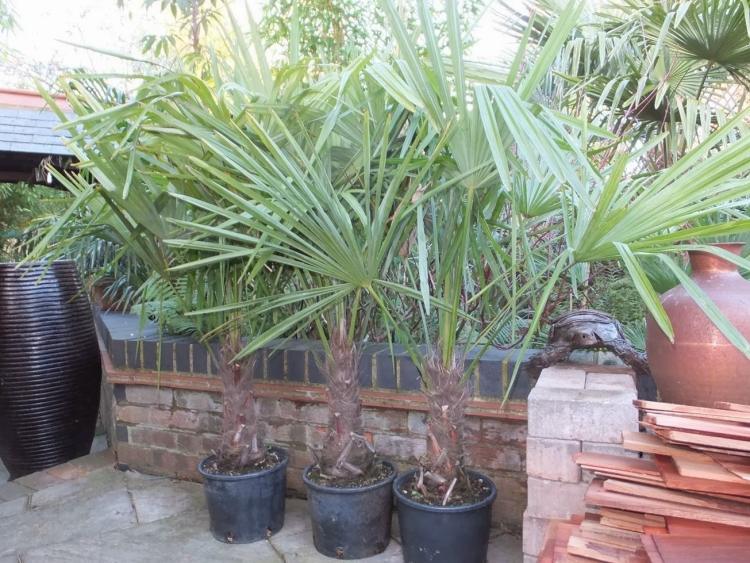 aménagement-terrasse-esprit-mexicain-palmiers-pots-fleurs