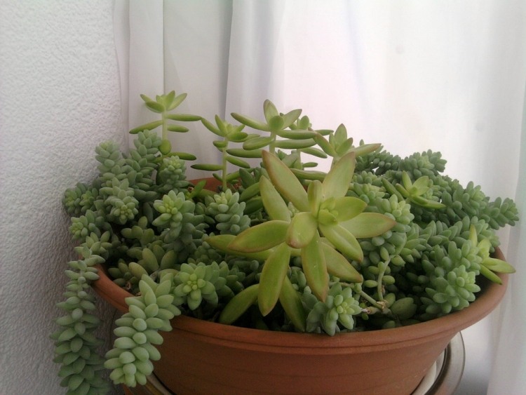 aménagement-terrasse-esprit-mexicain-plantes-succulentes