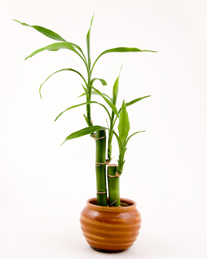 bambou en pot en argile décoratif-2-tiges-symbole-amour