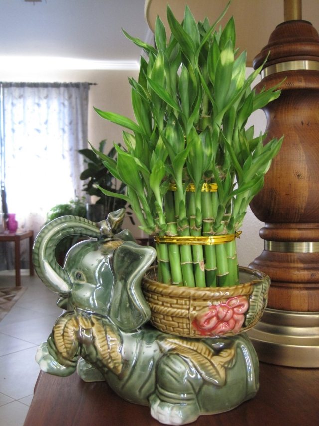 bambou en pot éléphant-sagesse-longévité-prospérité