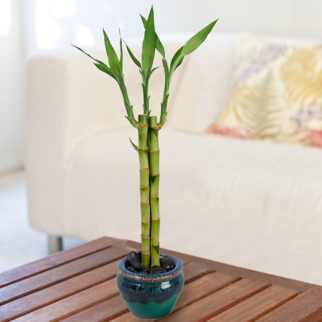 bambou en pot en céramique bleu-vert 2-tiges-amour