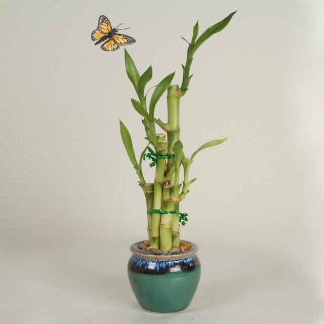 bambou en pot en céramique vert idée-cadeau