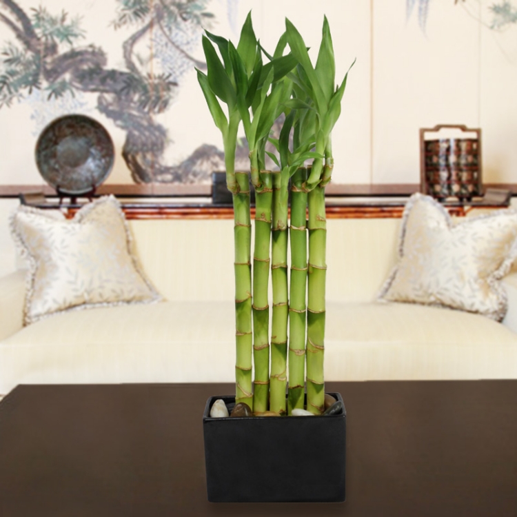 bambou en pot décoratif 5 tiges symbole santé