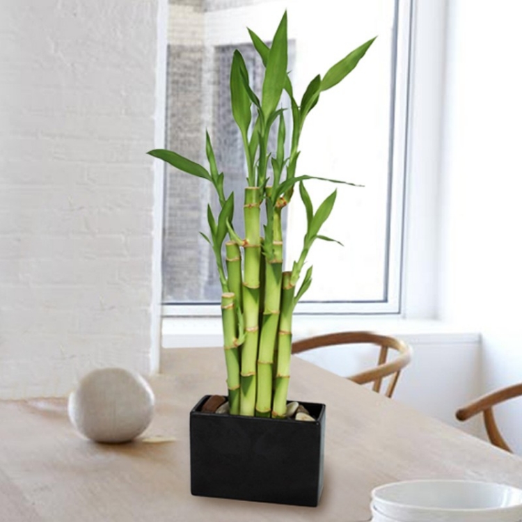bambou en pot noir galets-décoration-table