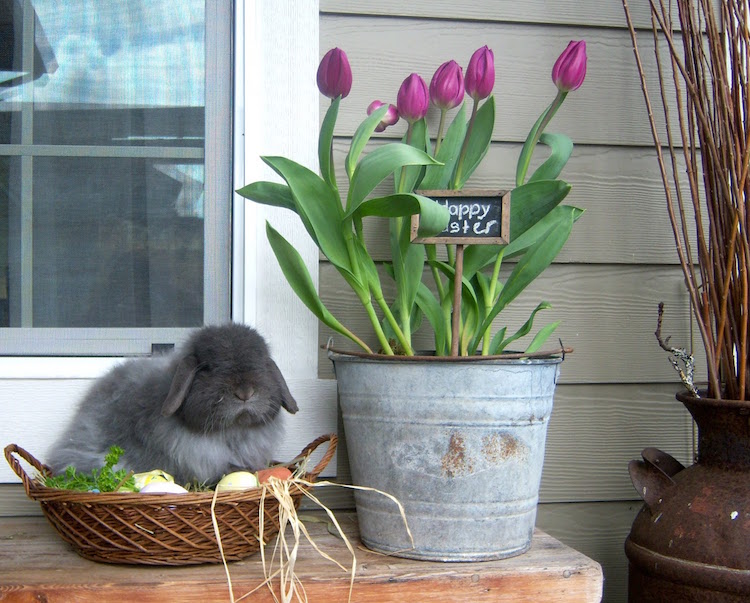 decoration-exterieur-paques-tulipes-seau-zinc-vrai-lapin-gris