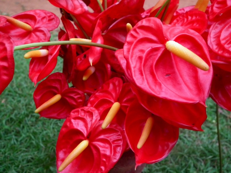 entretien-jardin-Anthurium-rouge-fleurs-intéressantes