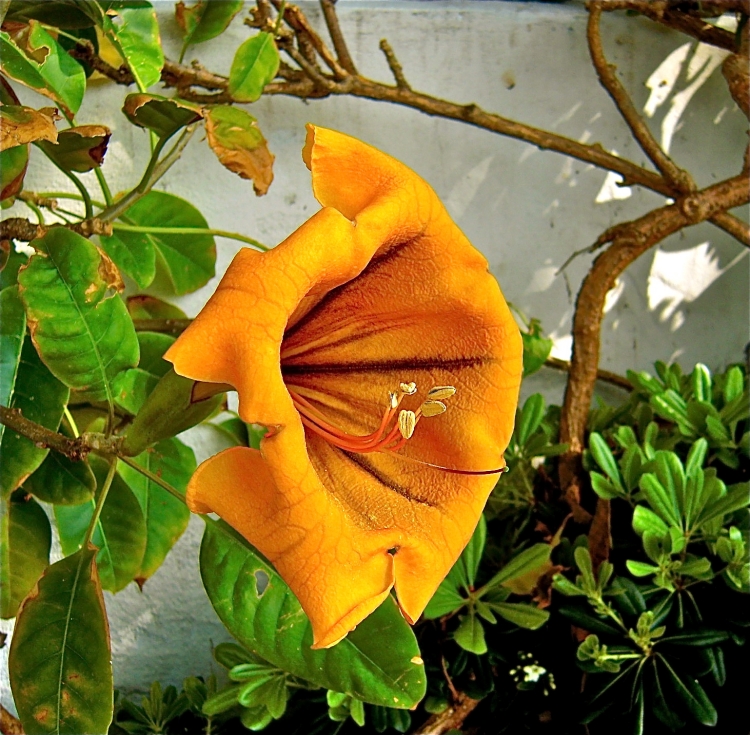 entretien-jardin-Solandra-couleur-orange-chaud entretien jardin