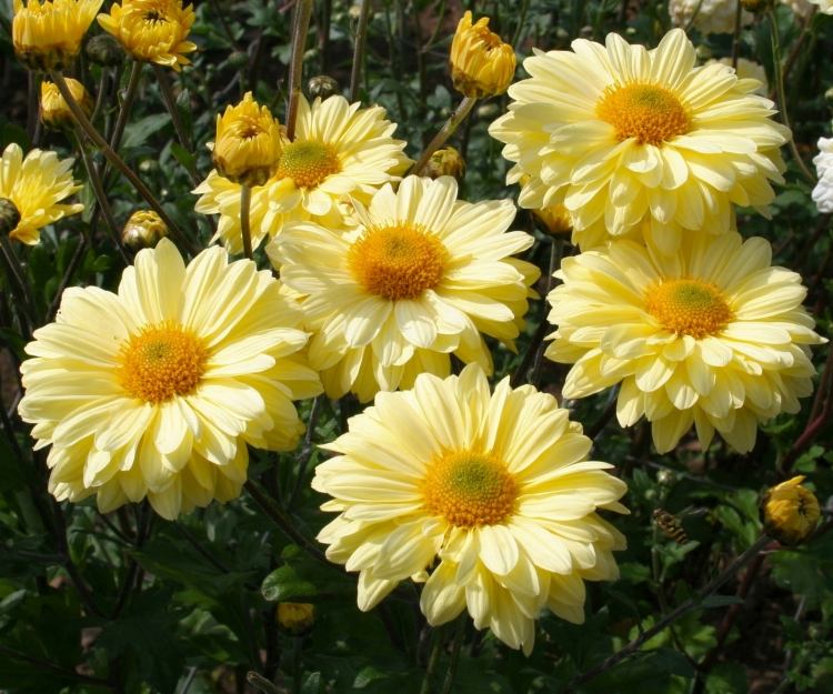 entretien-jardin-chrysanthèmes-jaunes