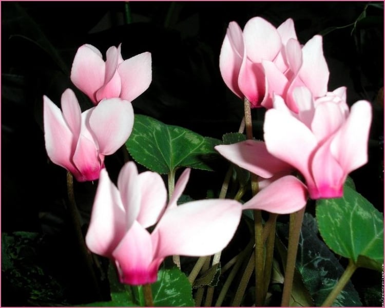 entretien-jardin-cyclamen-fleurs-rose-pâle