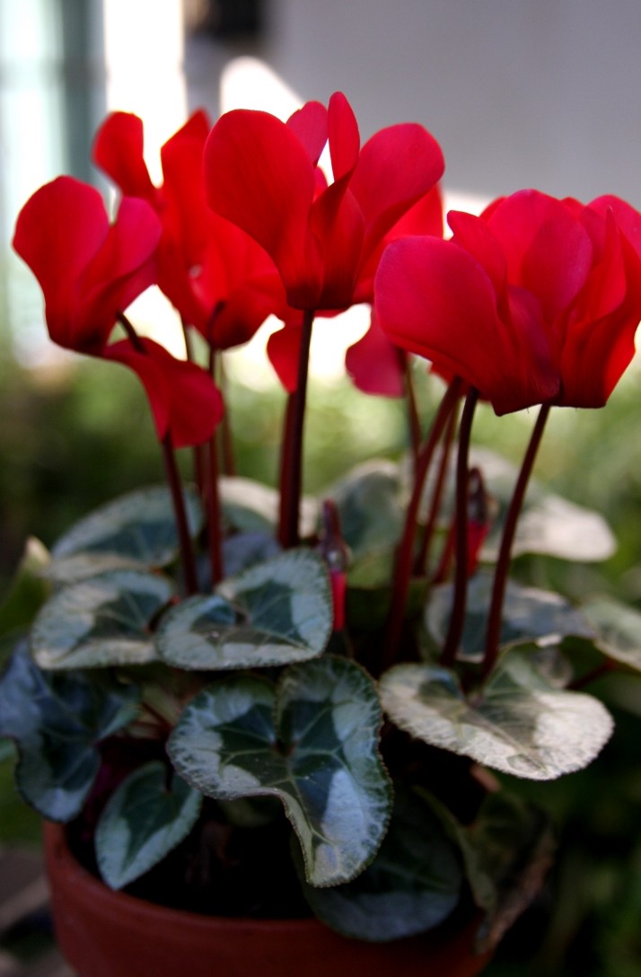 entretien-jardin-cyclamen-fleurs-rouges