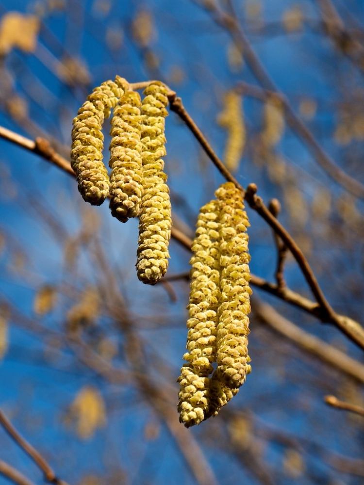 entretien-jardin-fleurs-mâle-noisetier