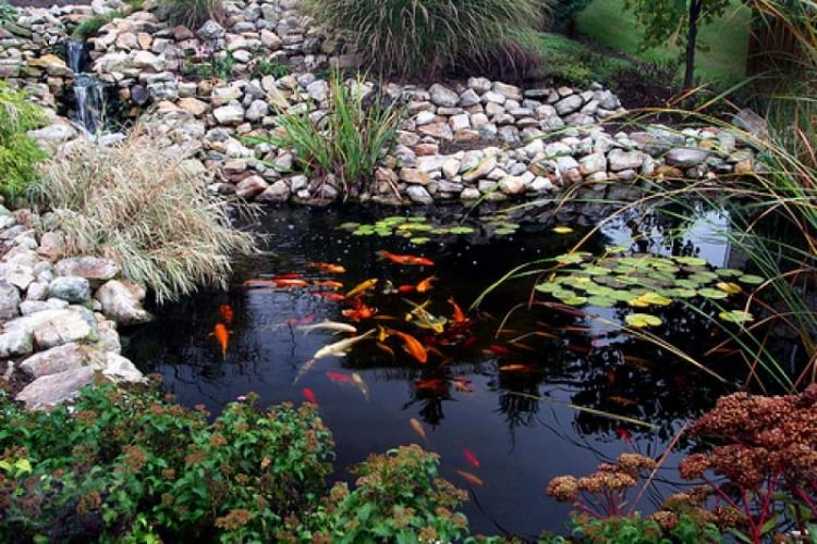 entretien-jardin-lac-poisson-plantes-aquatiques entretien jardin