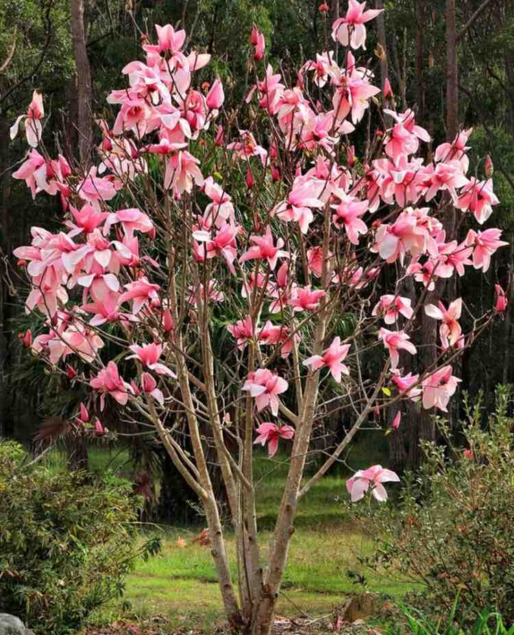 entretien-jardin-magnolia-rose-pâle