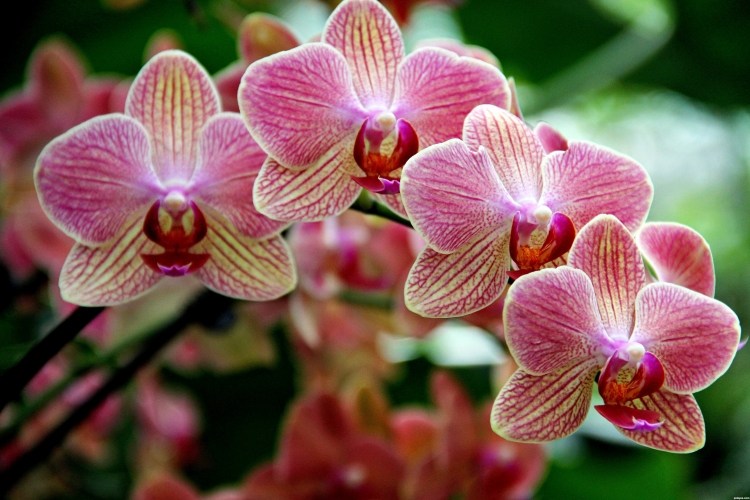 entretien-jardin-orchidées-rose