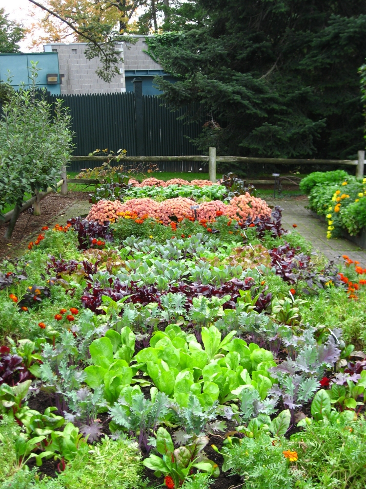 entretien-jardin-potager-fleurs-salade entretien jardin