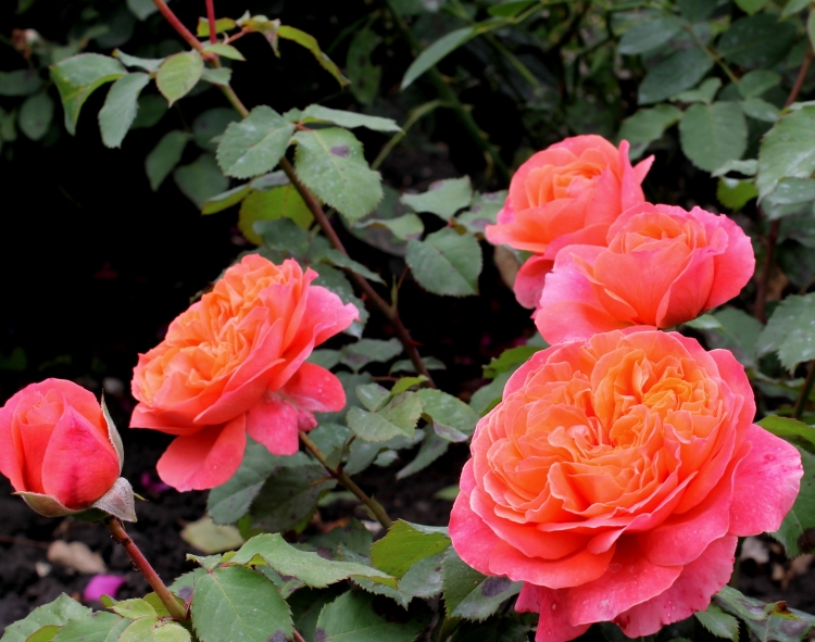 entretien-jardin-roses-couleur-pêche-rose entretien jardin