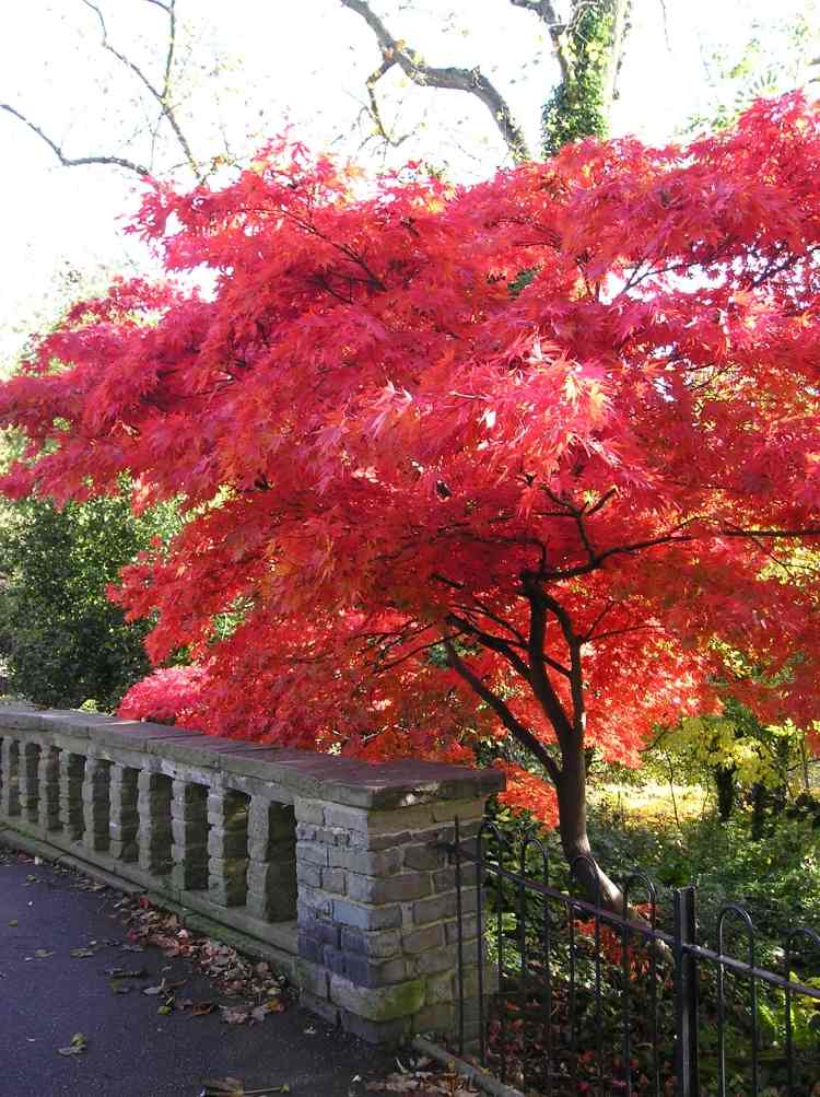 entretien-jardin-érable-feuilles-rouges