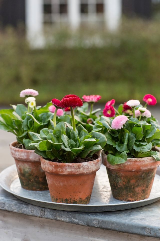 fleurs-jardinières-bellis-rose-pâle-cyclamen