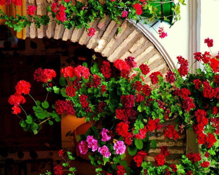 fleurs-jardinières-géraniums-rouges-roses fleurs pour jardinières