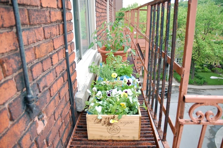 fleurs-jardinières-pensées-boîtes-bois fleurs pour jardinières