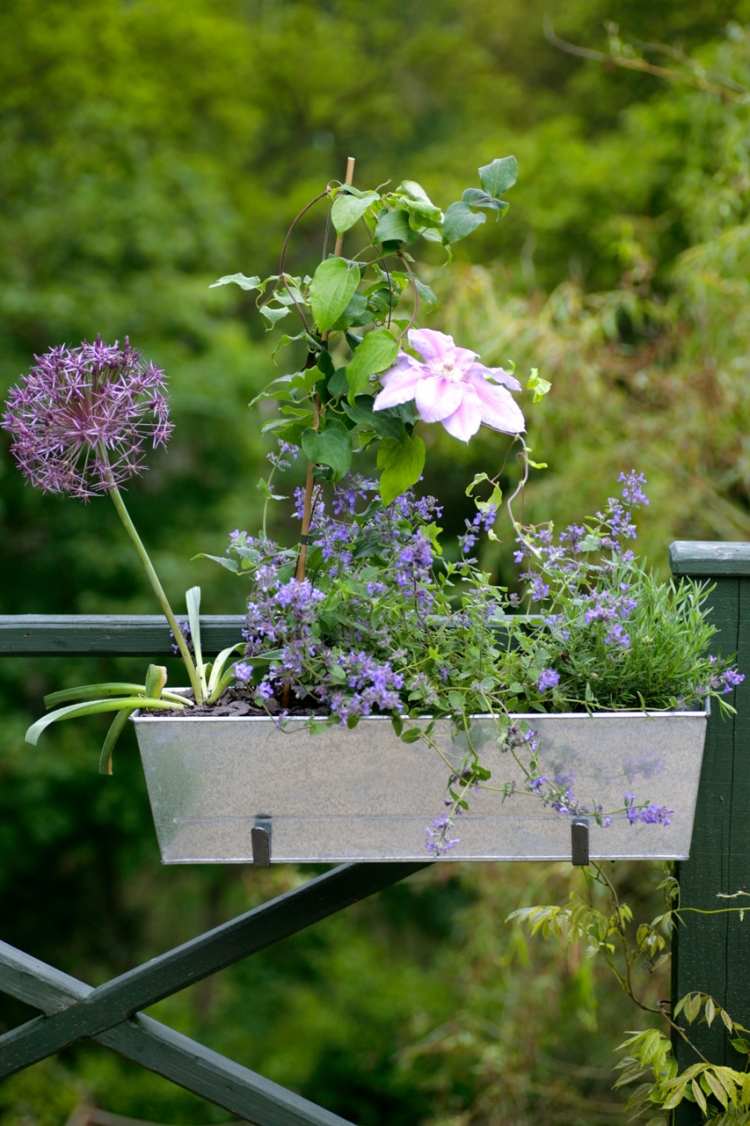 fleurs-jardinières-grimpantes-blanches-bleues