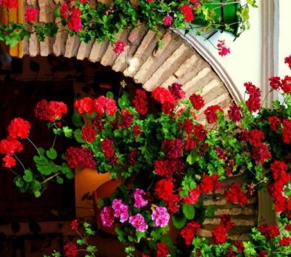 fleurs-jardinières-géraniums-rouges-roses