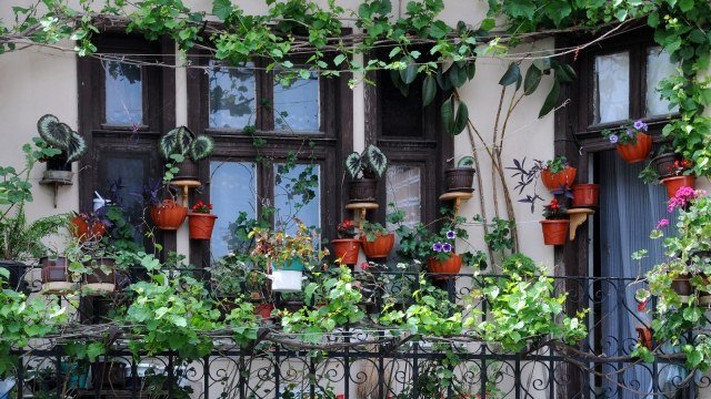 fleurs-jardinières-plantes-suspendues-grimpantes