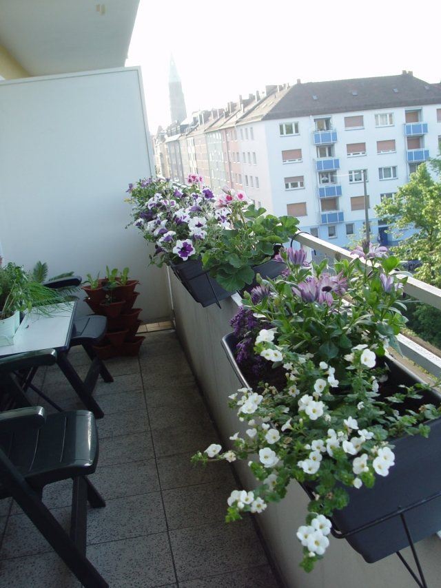 fleurs-jardinières-pétunias-blanches-lilas