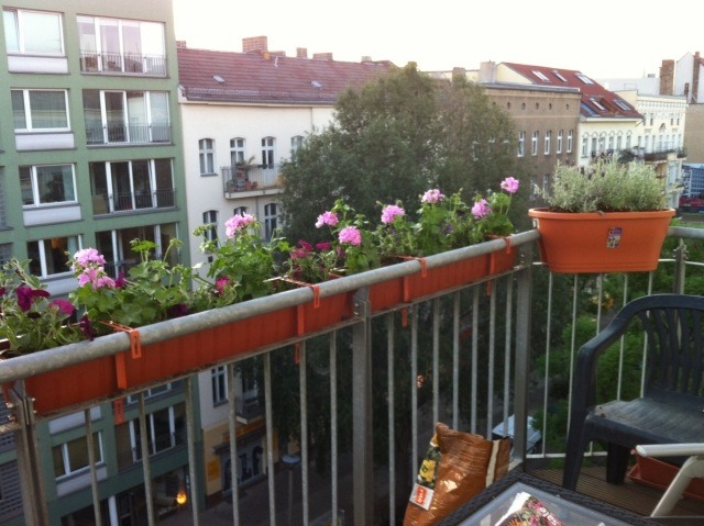 fleurs-jardinières-pétunias-pourpre-rose-pâle