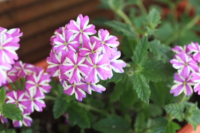 idées-déco-balcon-pot-fleurs-couleurs-violettes