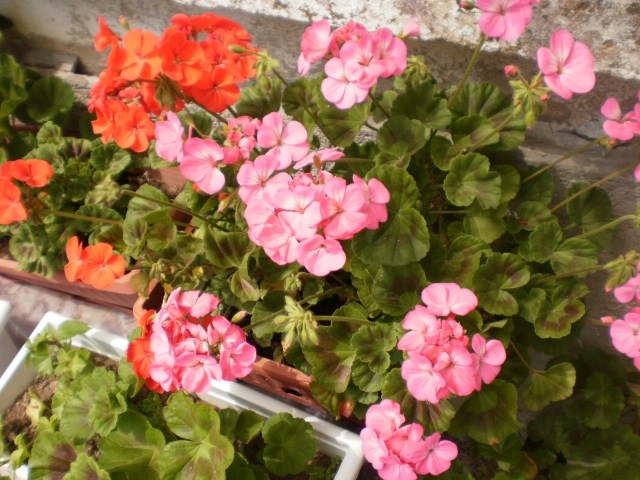 idées-déco-balcon-pot-fleurs-geraniums-rouges-roses